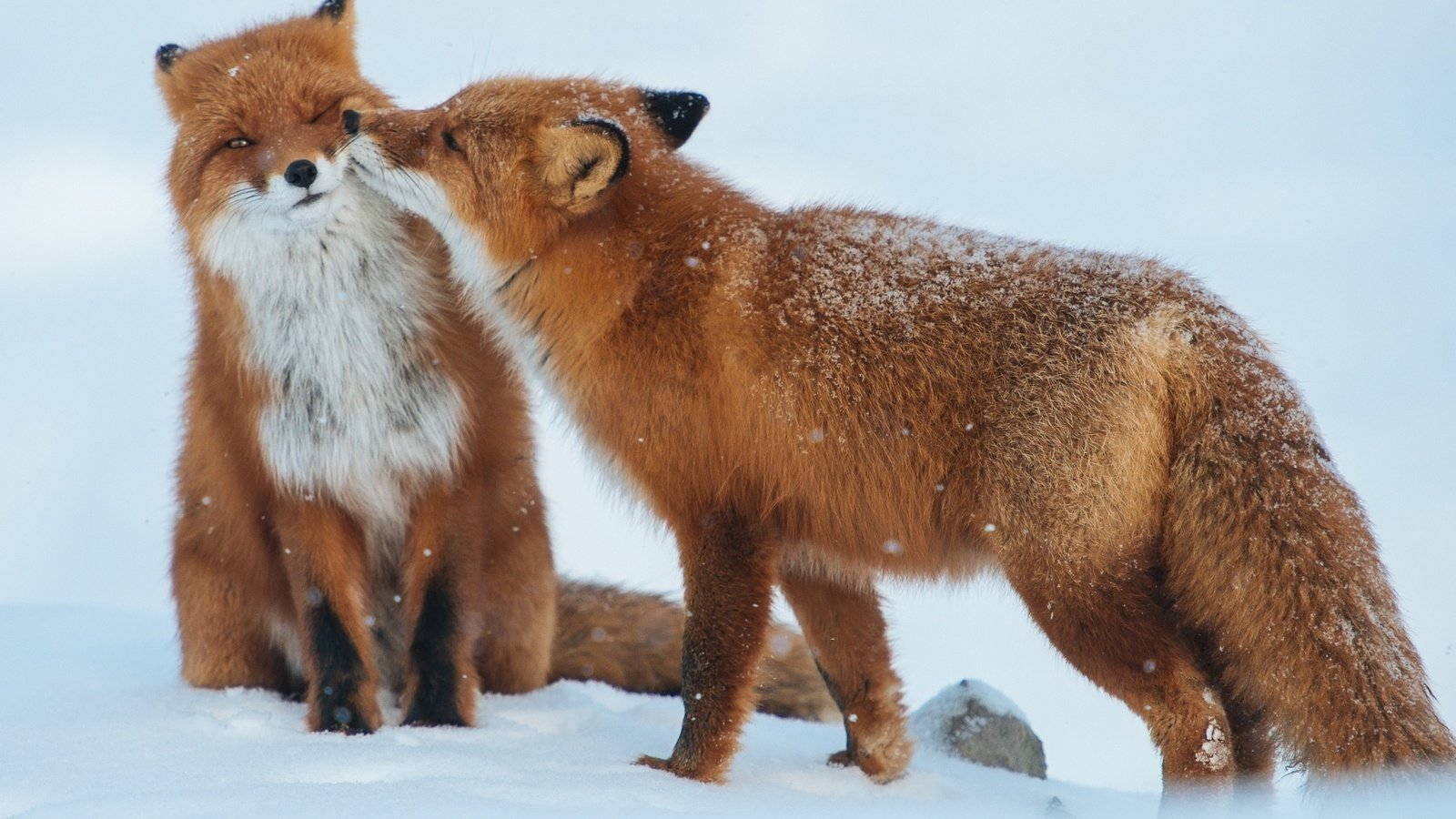 Обои снег, зима, животные, пара, хищники, лисы, snow, winter, animals, pair, predators, fox разрешение 1920x1281 Загрузить