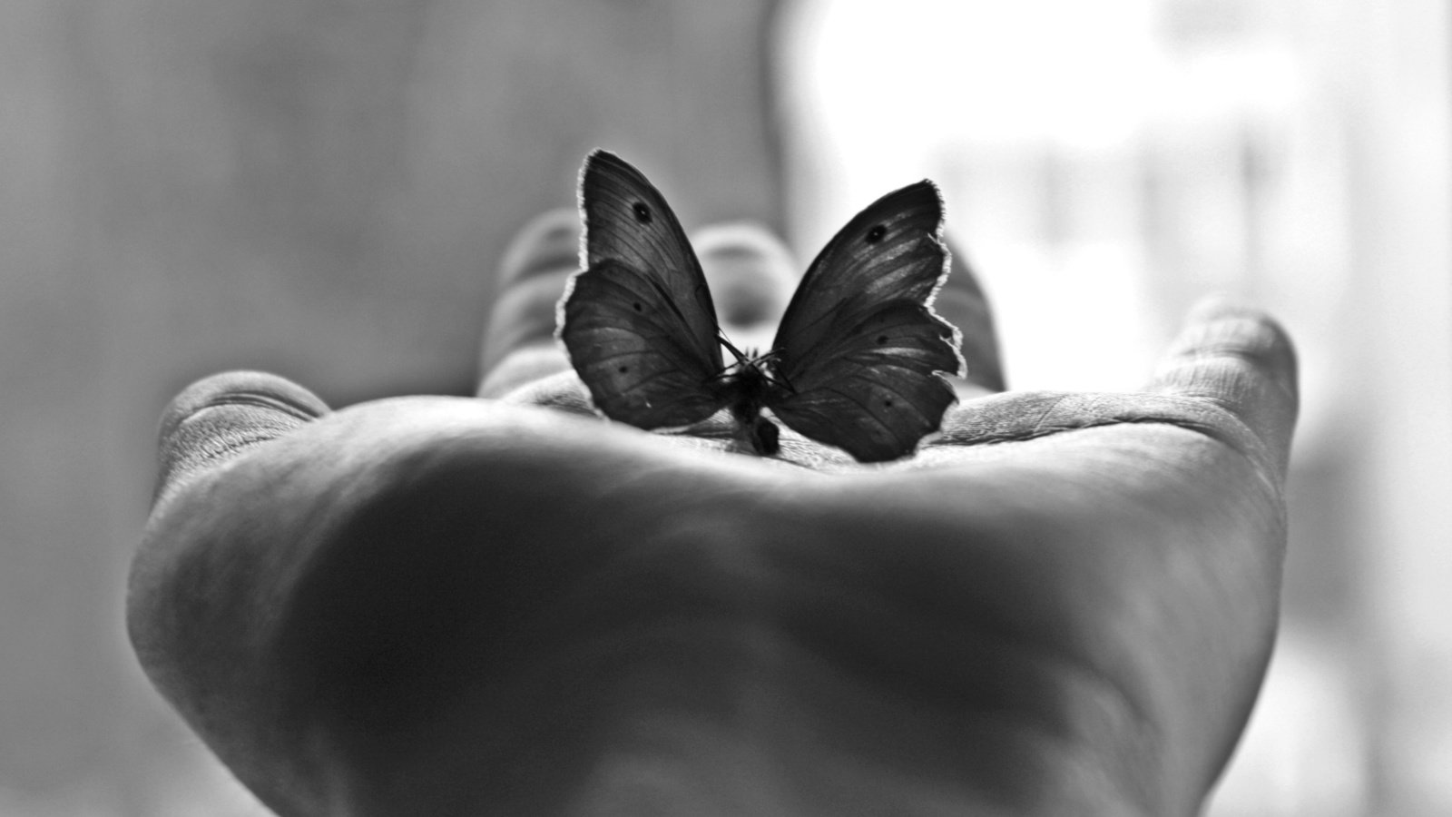 Обои бабочка, черно-белая, фотография, ладонь, м, butterfly, black and white, photo, palm, m разрешение 2560x1600 Загрузить