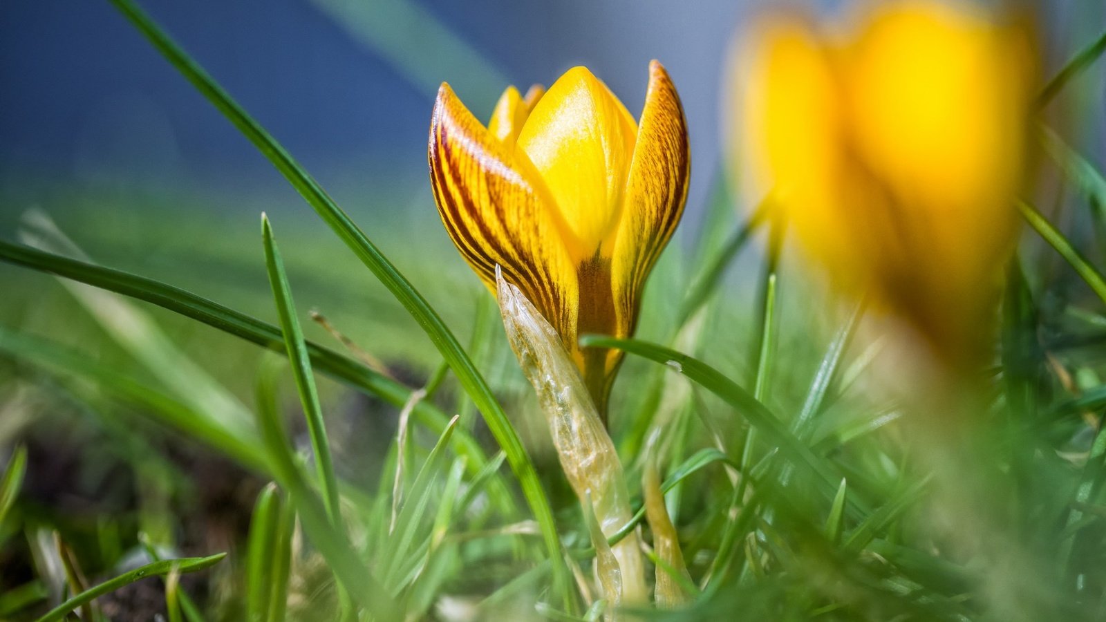 Обои цветы, трава, макро, весна, желтые, крокус, flowers, grass, macro, spring, yellow, krokus разрешение 1920x1200 Загрузить