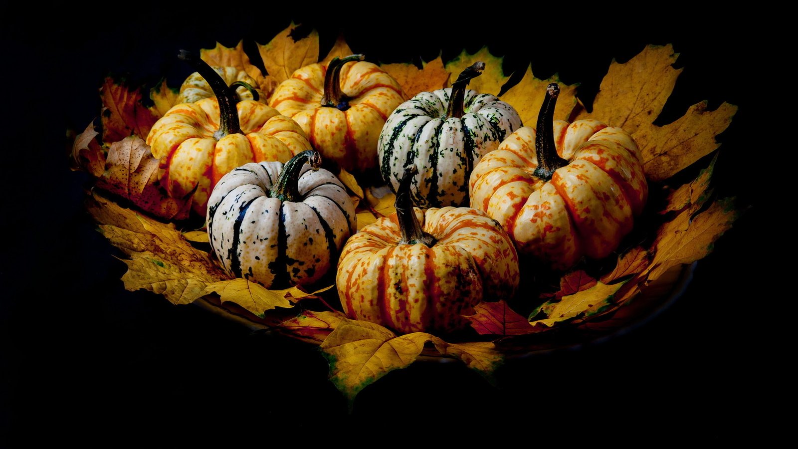 Обои листья, фон, тыквы, leaves, background, pumpkin разрешение 2560x1524 Загрузить