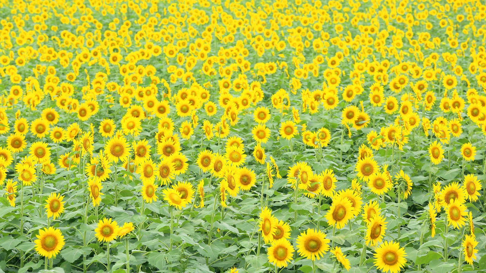 Обои цветы, поле, подсолнухи, flowers, field, sunflowers разрешение 2048x1365 Загрузить