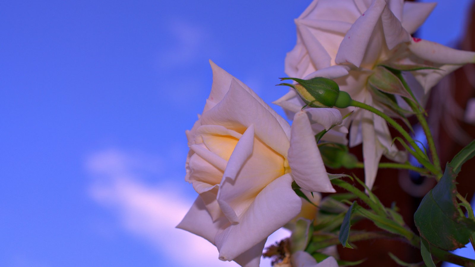 Обои небо, роза, лепестки, куст, the sky, rose, petals, bush разрешение 2048x1358 Загрузить