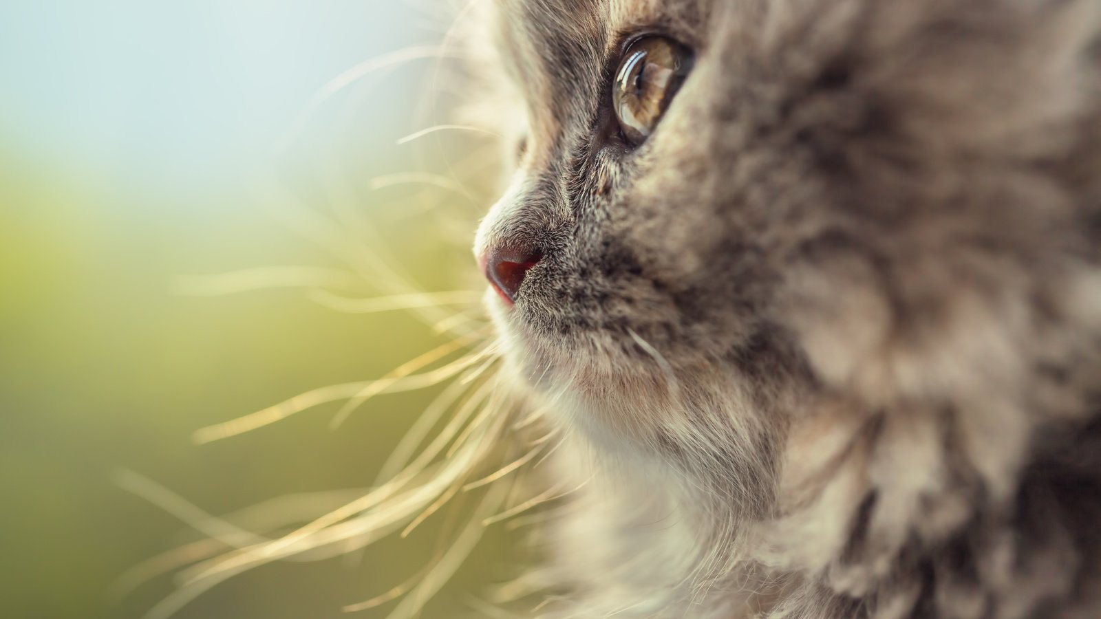 Обои глаза, макро, фон, кот, мордочка, усы, кошка, взгляд, eyes, macro, background, cat, muzzle, mustache, look разрешение 5760x3840 Загрузить