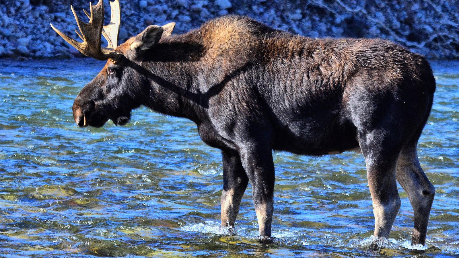 Обои вода, река, природа, животное, лось, water, river, nature, animal, moose разрешение 1920x1209 Загрузить