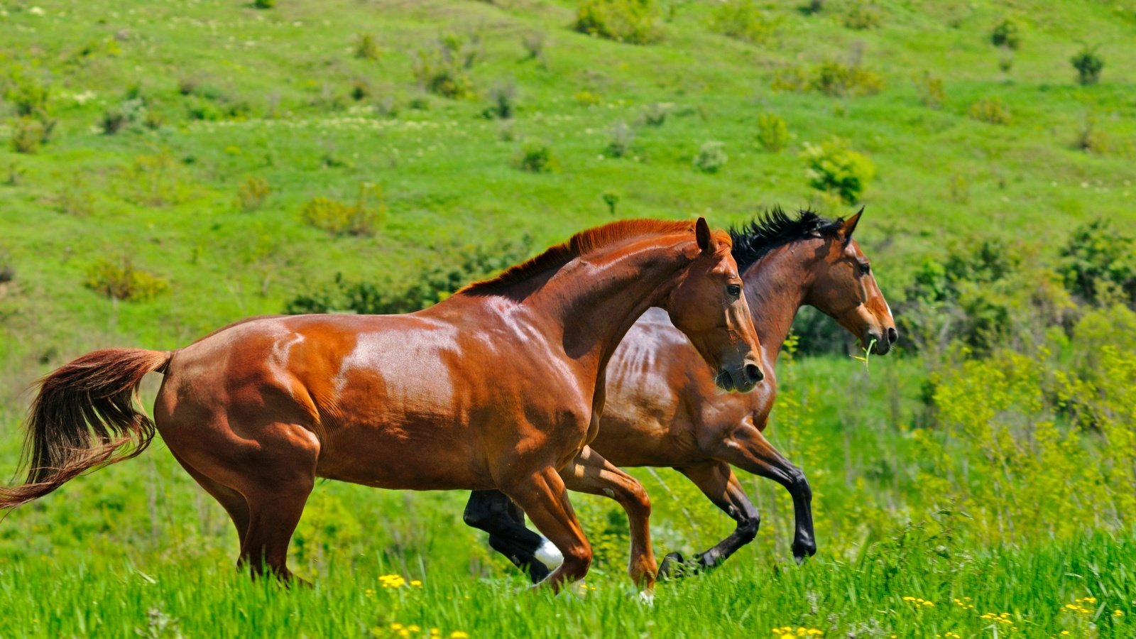 Обои трава, поле, пара, лошади, кони, два, двое, коричневые, скачут, jump, grass, field, pair, horse, horses, two, brown разрешение 2880x1913 Загрузить