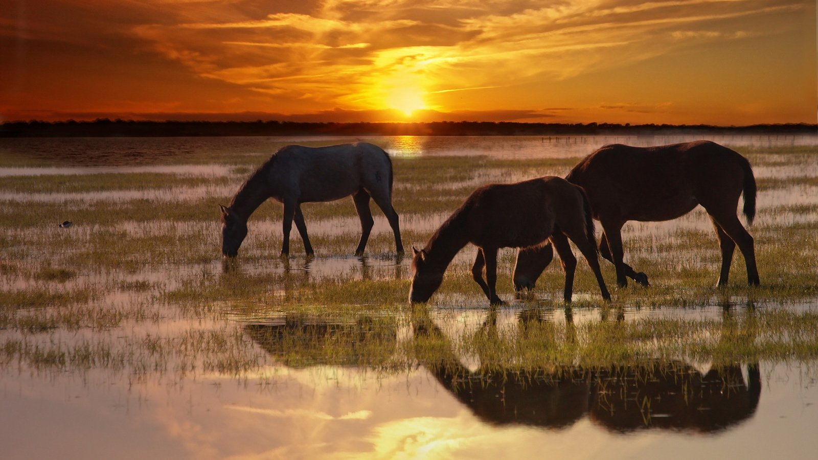 Обои природа, закат, лошади, кони, nature, sunset, horse, horses разрешение 1920x1200 Загрузить