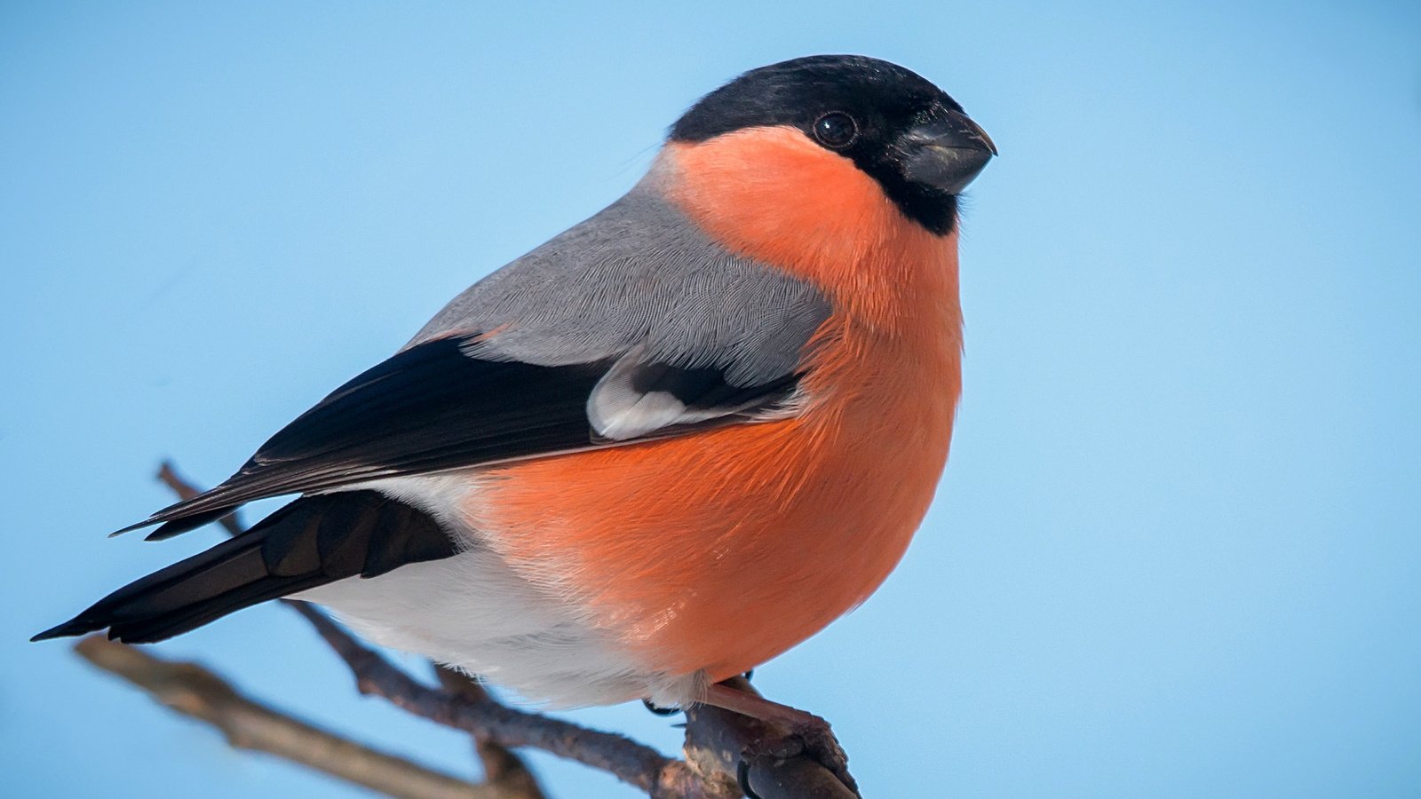 Обои птичка, снегирь, грудка, bird, bullfinch, breast разрешение 2036x1268 Загрузить