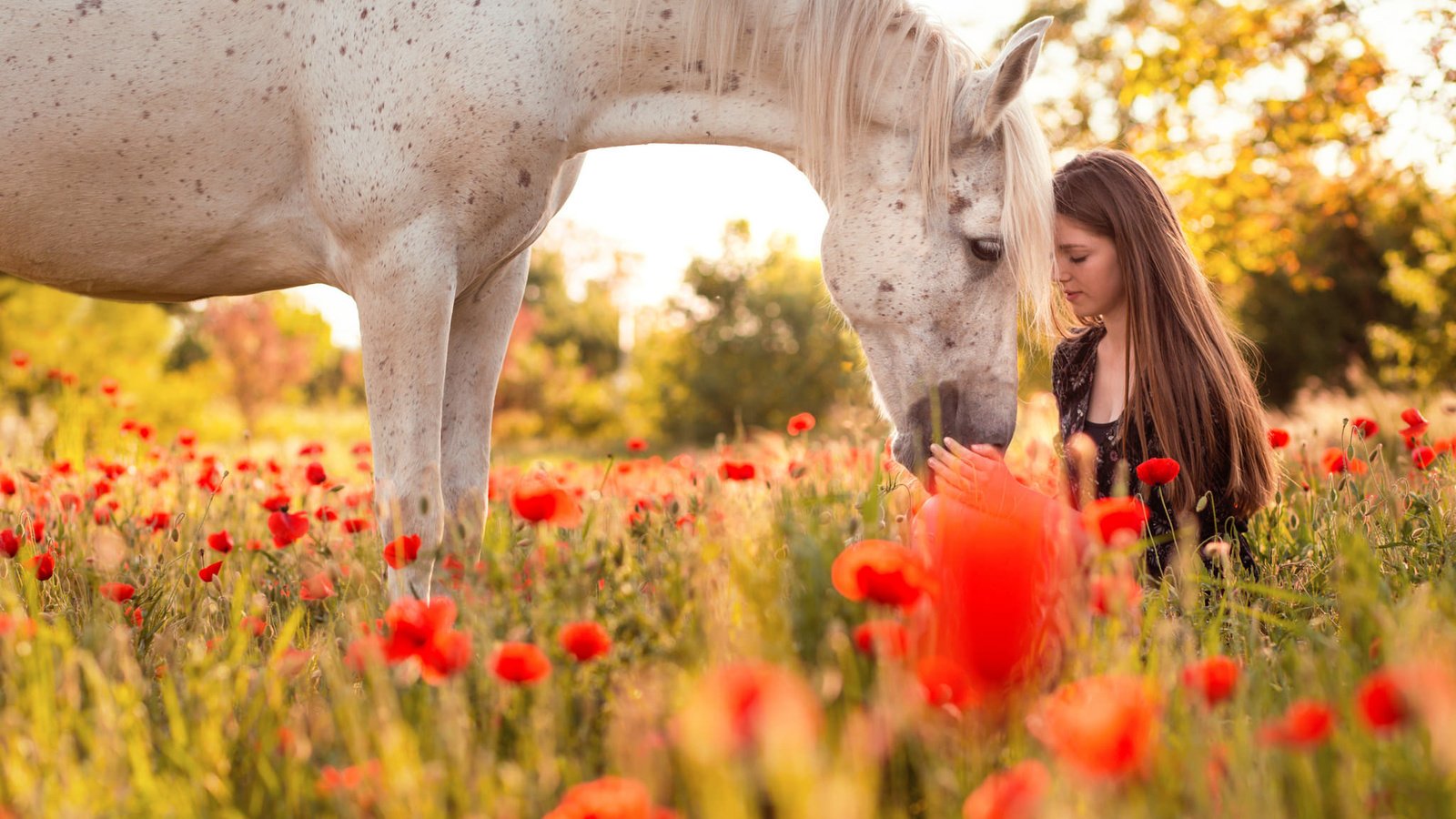 Обои цветы, лошадь, природа, девушка, профиль, конь, длинные волосы, маковое поле, flowers, horse, nature, girl, profile, long hair, poppy field разрешение 2048x1366 Загрузить
