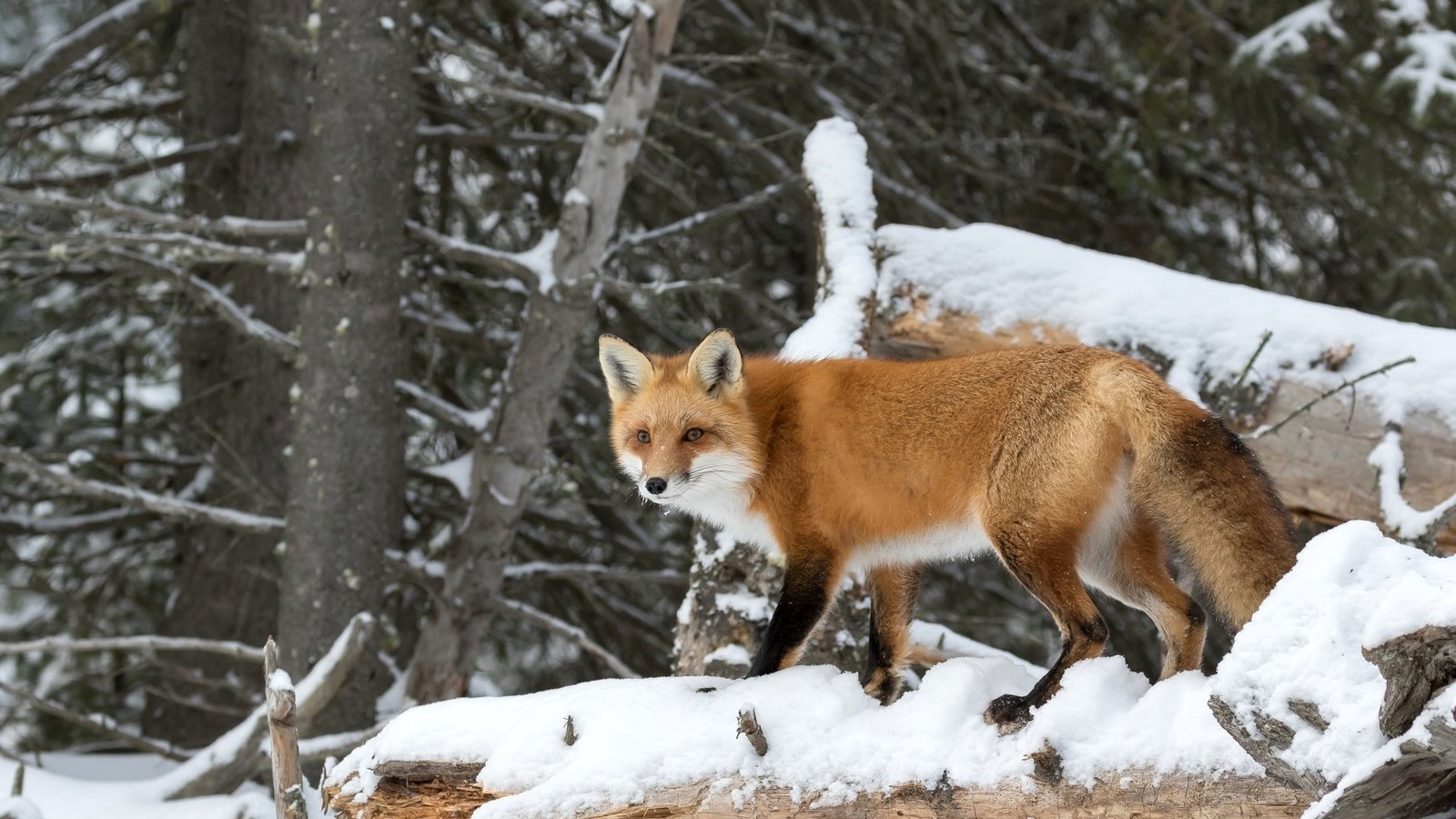 Обои деревья, снег, лес, рыжая, лиса, хищник, лисица, trees, snow, forest, red, fox, predator разрешение 2048x1365 Загрузить