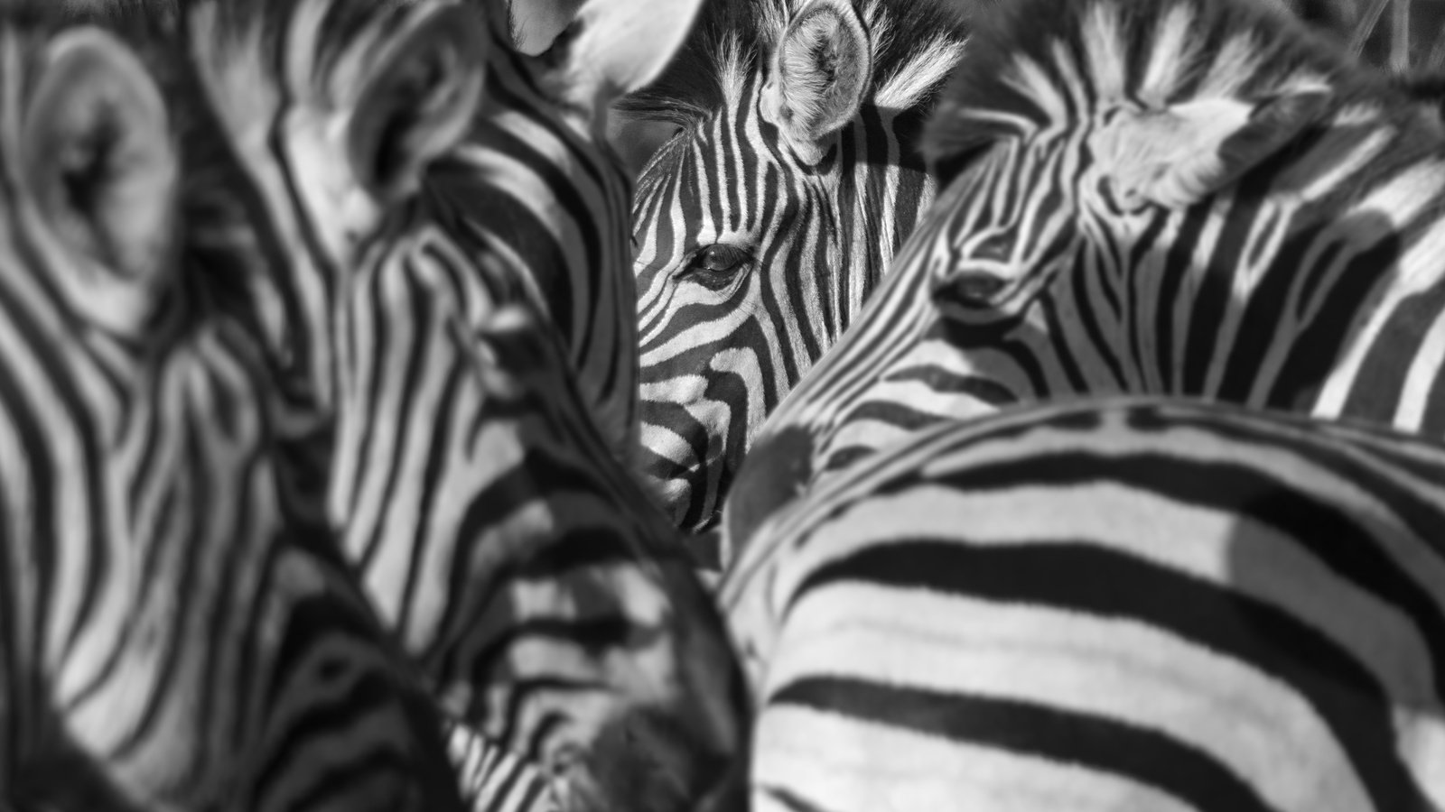 Обои природа, зебра, фон, зебры, nature, zebra, background разрешение 3000x1875 Загрузить