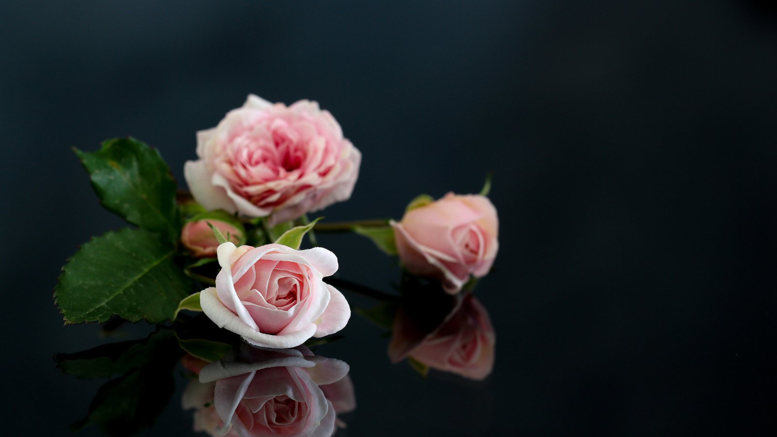 Обои цветы, отражение, розы, розовые, flowers, reflection, roses, pink разрешение 2048x1365 Загрузить
