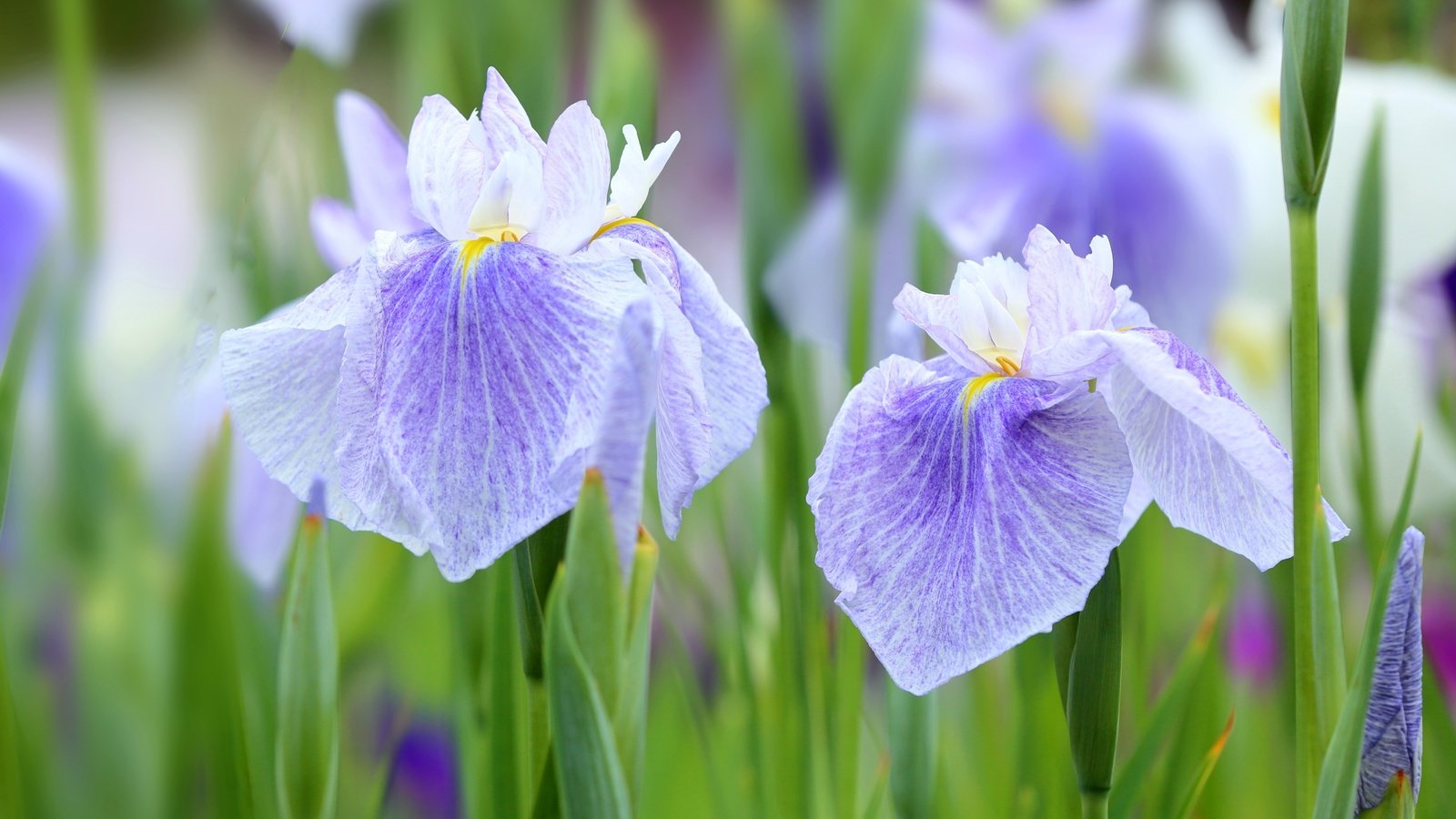 Обои цветы, макро, лепестки, фиолетовый, ирис, касатик, flowers, macro, petals, purple, iris разрешение 3000x2000 Загрузить