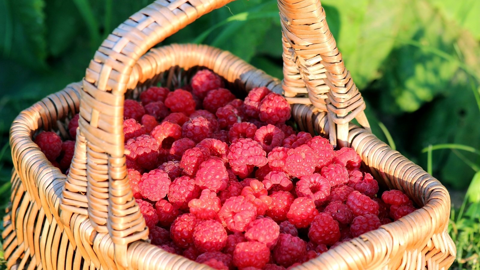 Обои малина, корзина, ягоды, raspberry, basket, berries разрешение 2000x1333 Загрузить