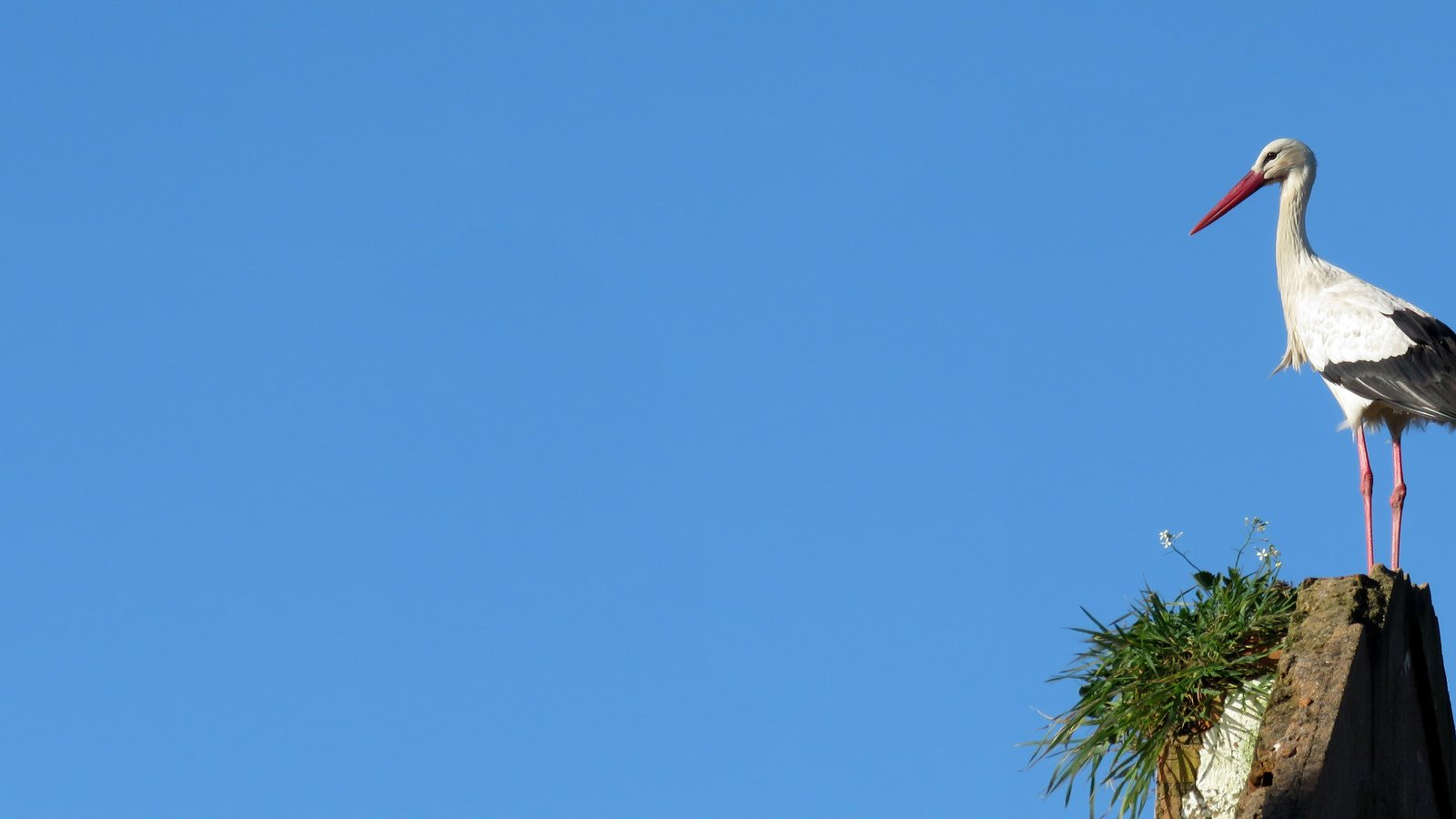 Обои небо, птица, аист, the sky, bird, stork разрешение 4279x2139 Загрузить