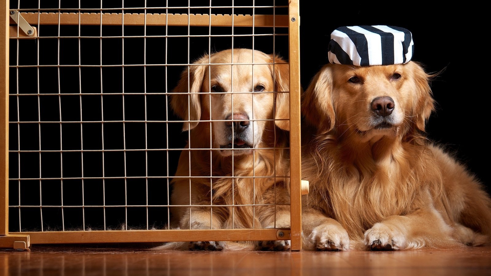 Обои юмор, клетка, собаки, золотистый ретривер, узники, humor, cell, dogs, golden retriever, prisoners разрешение 2048x1364 Загрузить