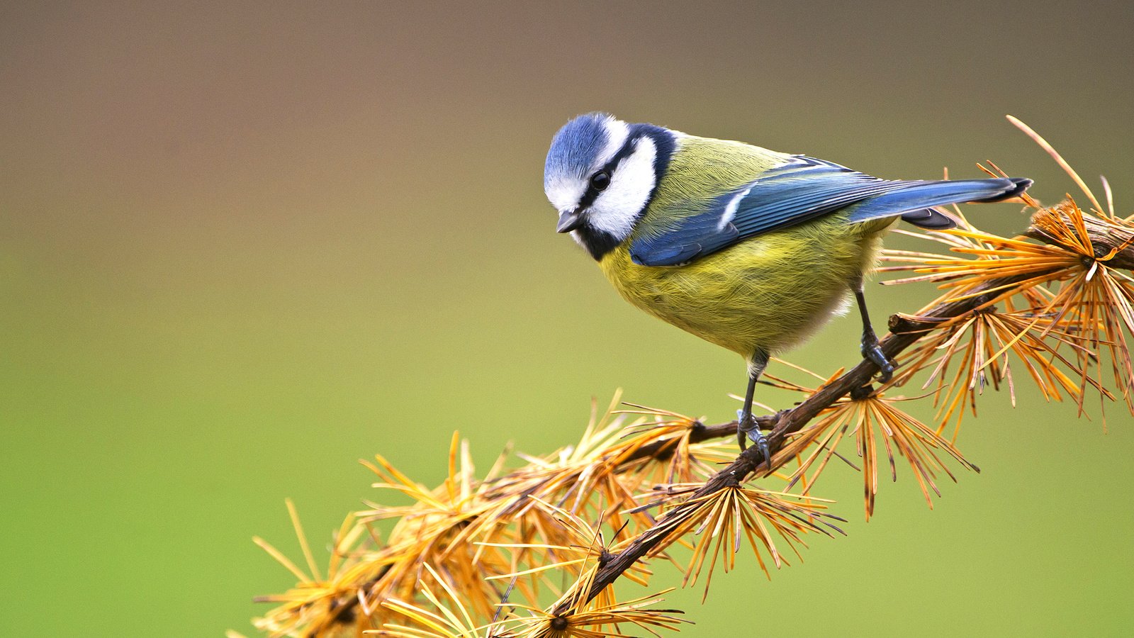 Обои ветка, птица, сосна, синица, лазоревка, branch, bird, pine, tit, blue tit разрешение 2046x1264 Загрузить