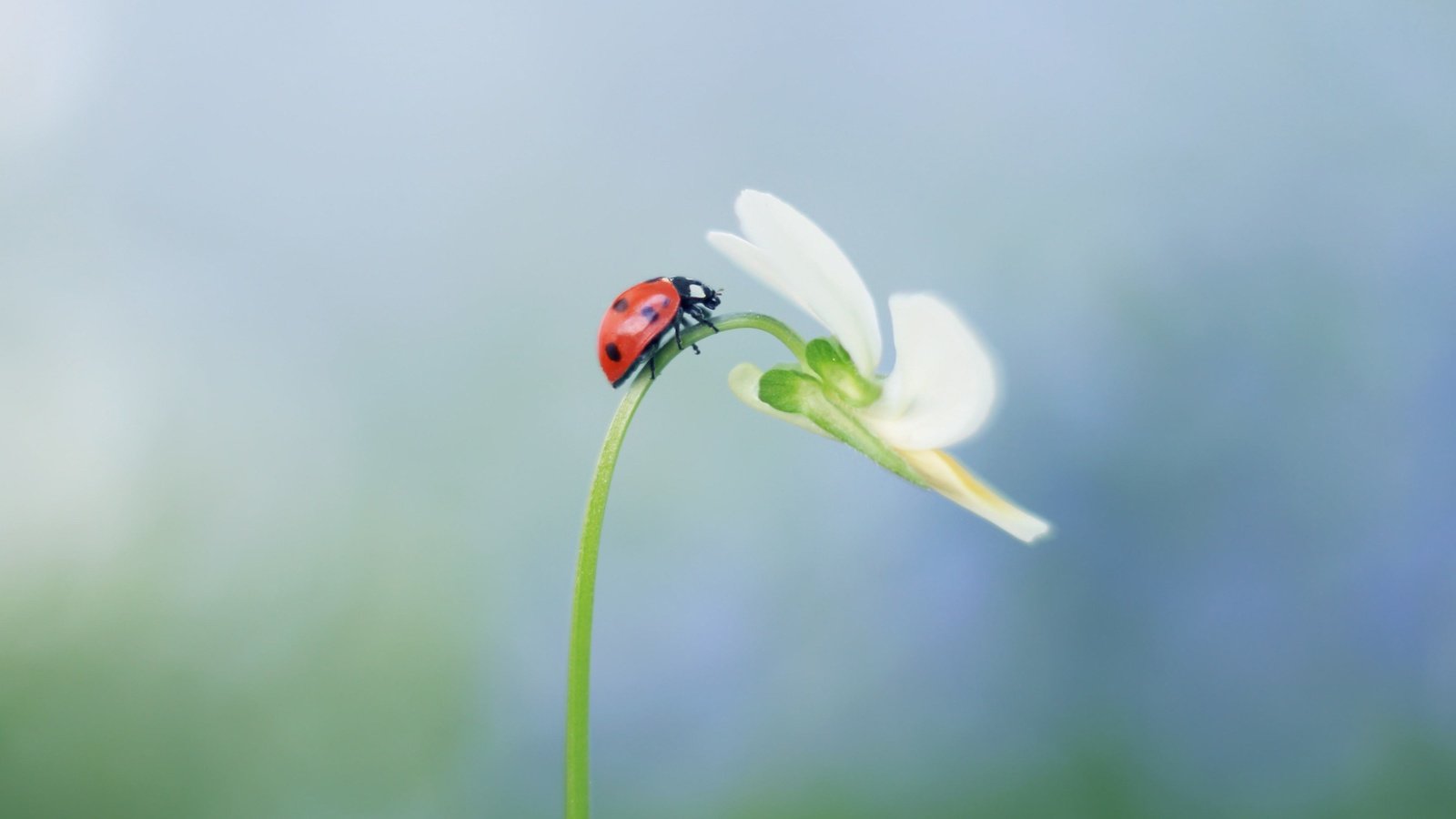 Обои насекомое, цветок, божья коровка, растение, стебель, insect, flower, ladybug, plant, stem разрешение 4294x2595 Загрузить