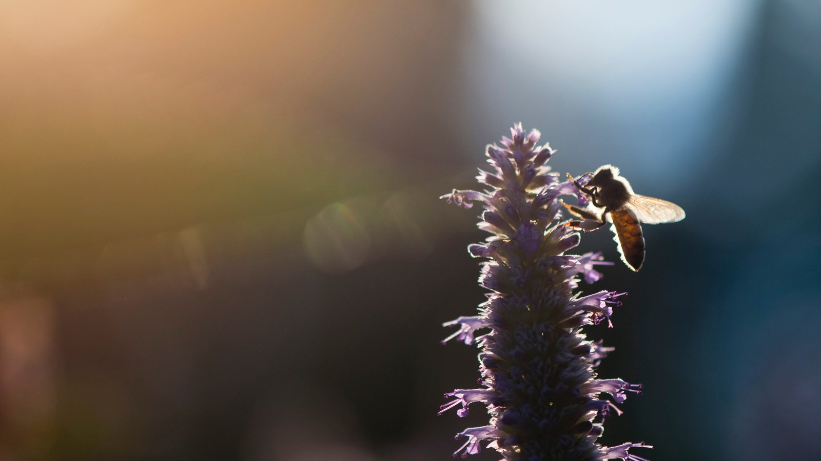 Обои свет, насекомое, цветок, размытость, пчела, ray hennessy, light, insect, flower, blur, bee разрешение 3269x2176 Загрузить