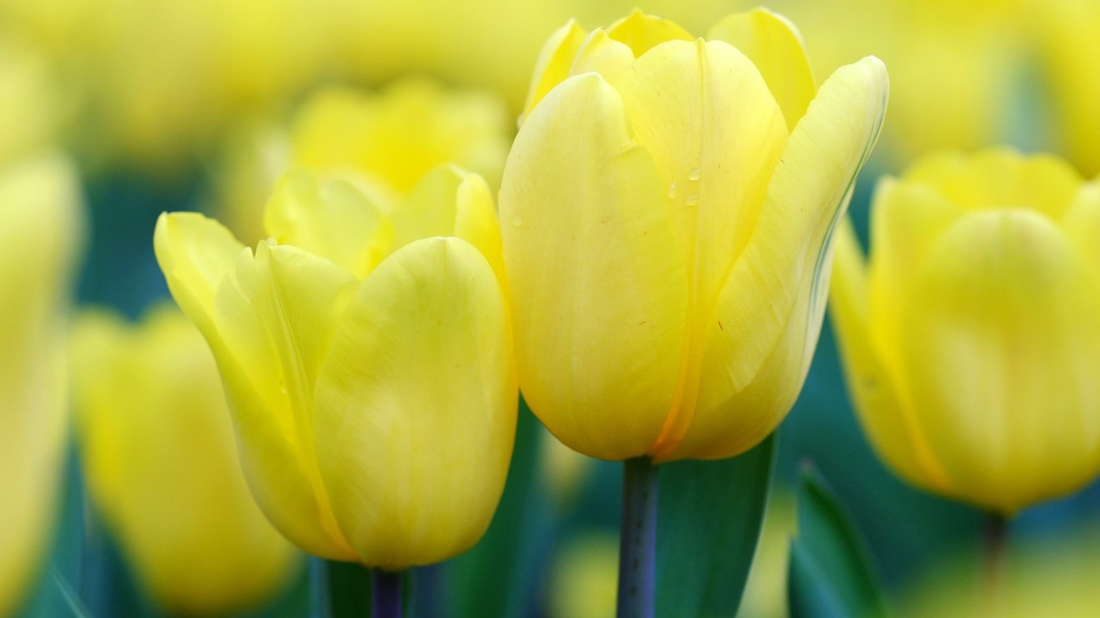 Обои цветы, бутоны, весна, тюльпаны, желтые, flowers, buds, spring, tulips, yellow разрешение 2048x1365 Загрузить