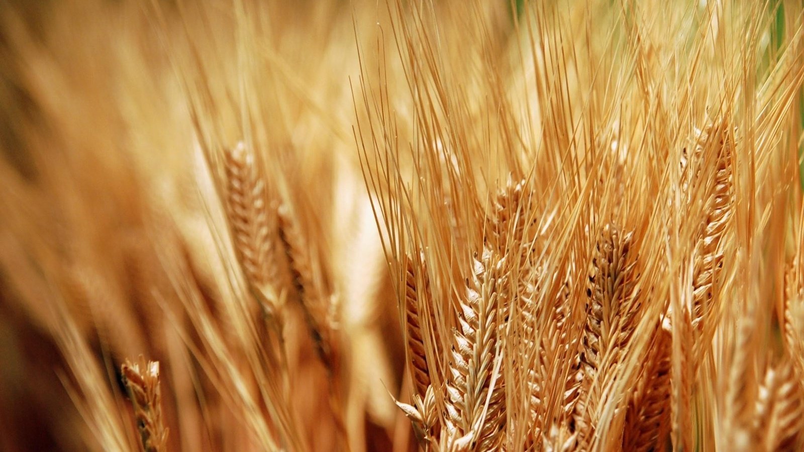 Обои колосья, пшеница, хлеб, колоски, урожай, золотые, зерно, ears, wheat, bread, spikelets, harvest, gold, grain разрешение 1920x1200 Загрузить