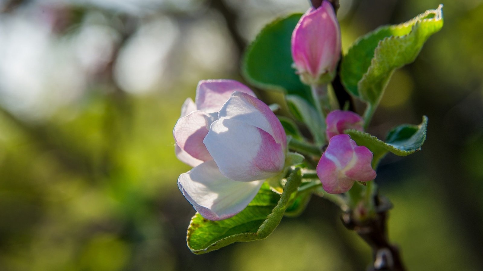 Обои дерево, цветение, макро, весна, яблоня, tree, flowering, macro, spring, apple разрешение 2048x1280 Загрузить