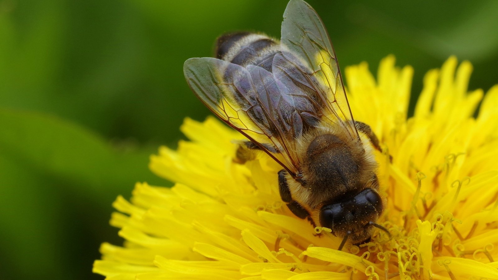 Обои макро, насекомое, цветок, одуванчик, пчела, macro, insect, flower, dandelion, bee разрешение 3072x2053 Загрузить