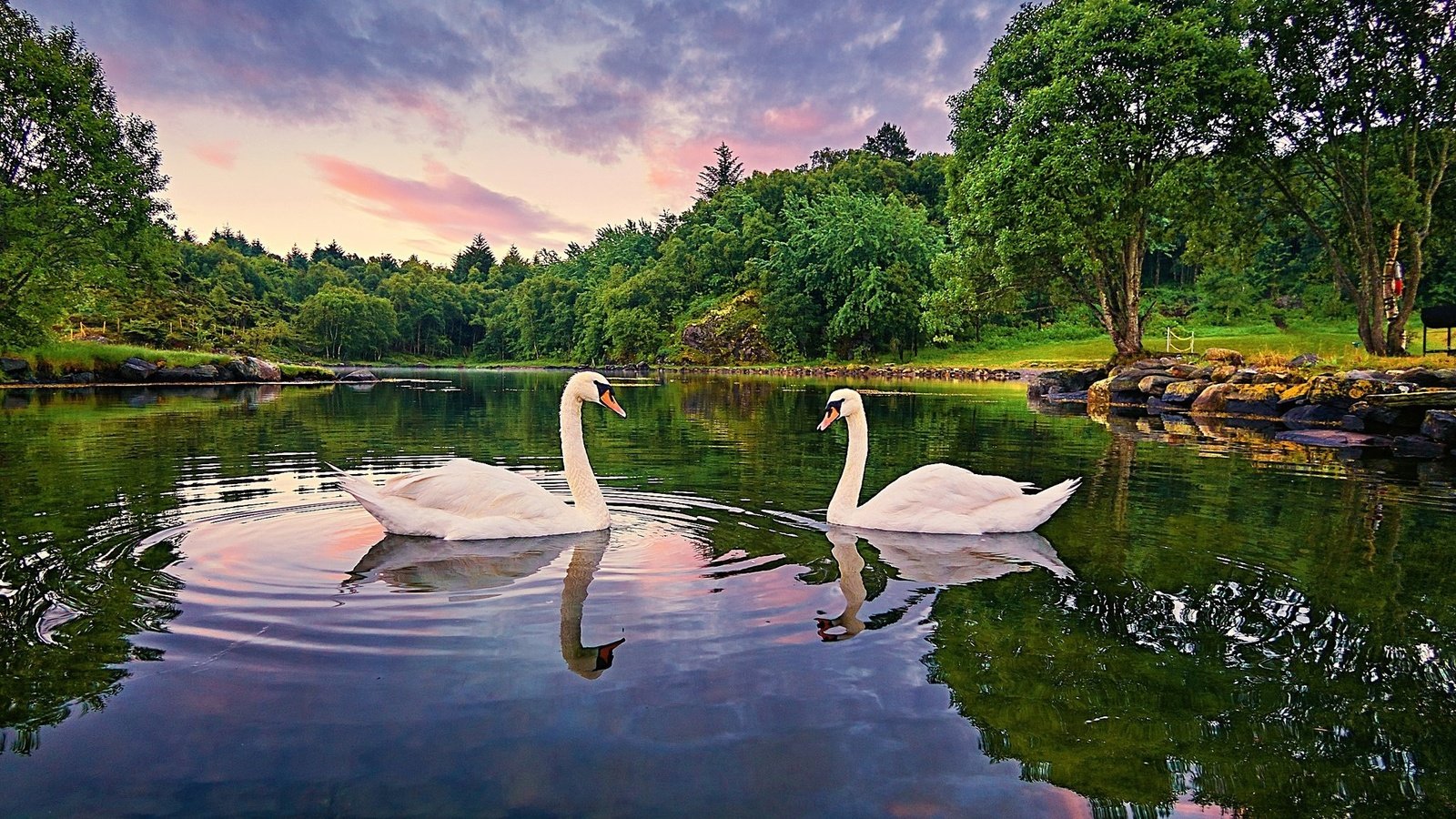 Обои озеро, лебедь-шипун, природа, отражение, птица, клюв, перья, лебеди, белый лебедь, lake, nature, reflection, bird, beak, feathers, swans, white swan разрешение 2048x1206 Загрузить
