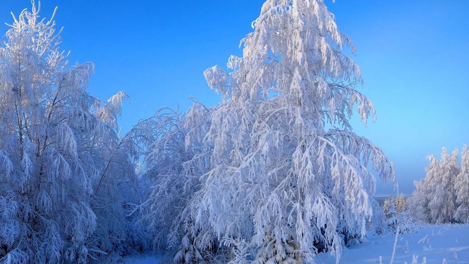 Обои небо, деревья, снег, зима, пейзаж, ветки, иней, the sky, trees, snow, winter, landscape, branches, frost разрешение 1920x1200 Загрузить