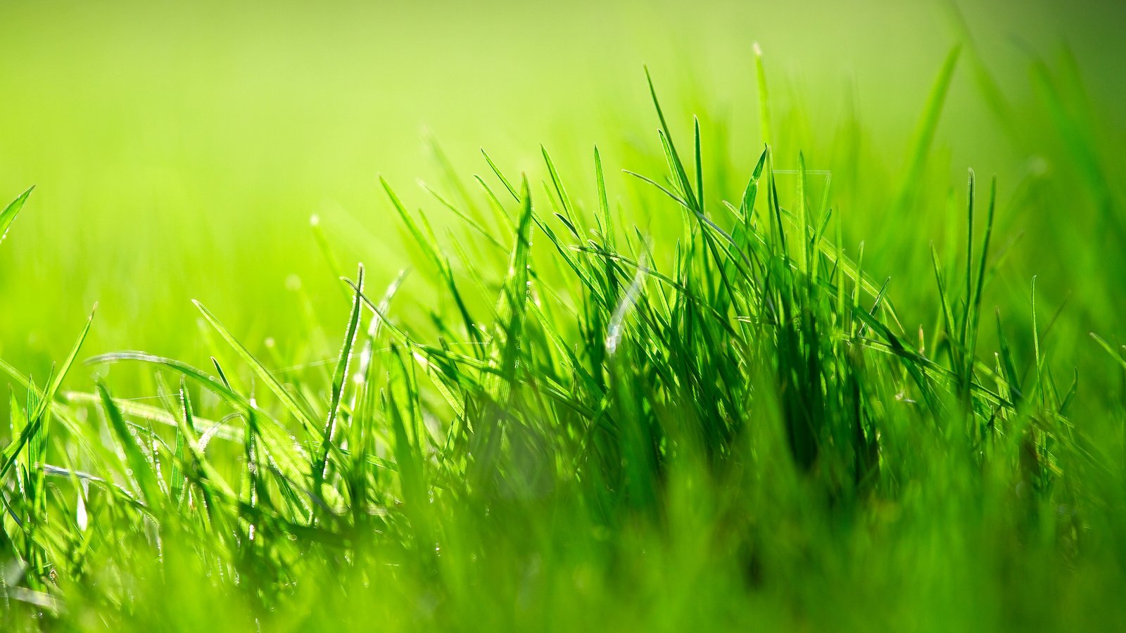 Обои трава, природа, зелень, размытость, grass, nature, greens, blur разрешение 3840x2400 Загрузить