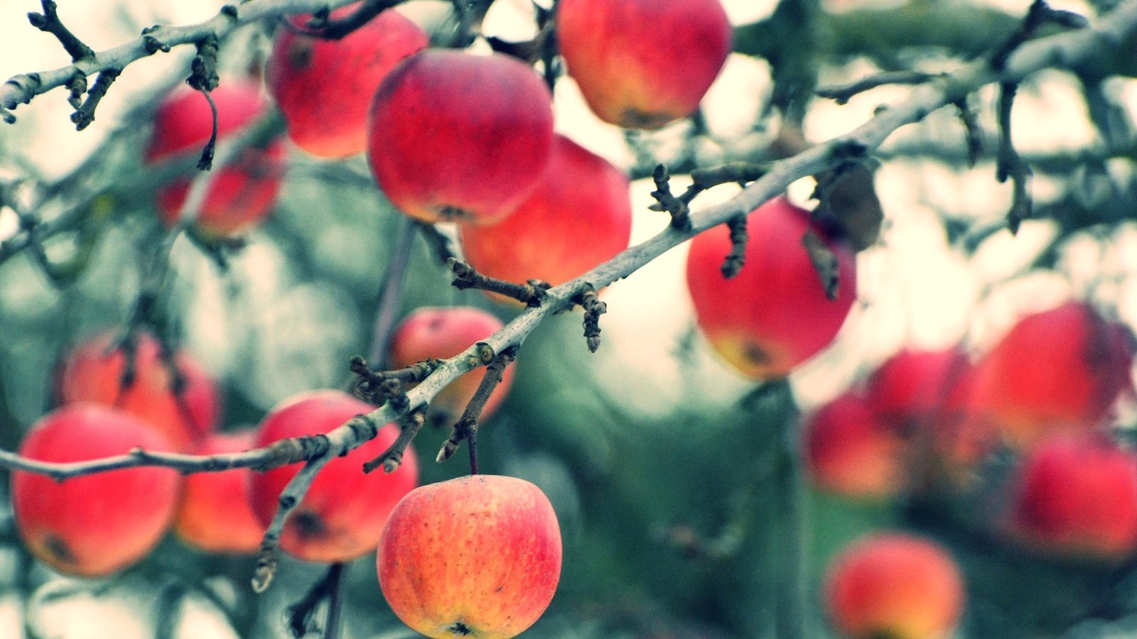 Обои ветки, фрукты, яблоки, осень, размытость, урожай, плоды, branches, fruit, apples, autumn, blur, harvest разрешение 2048x1394 Загрузить