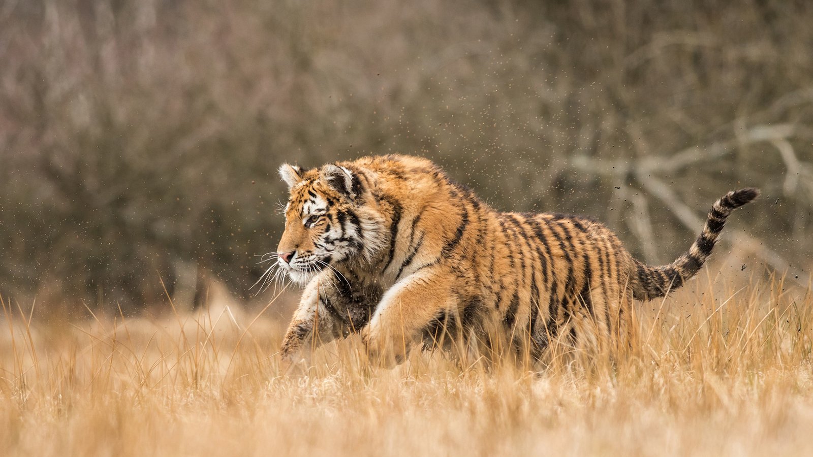 Обои тигр, природа, хищник, большая кошка, tiger, nature, predator, big cat разрешение 1920x1200 Загрузить