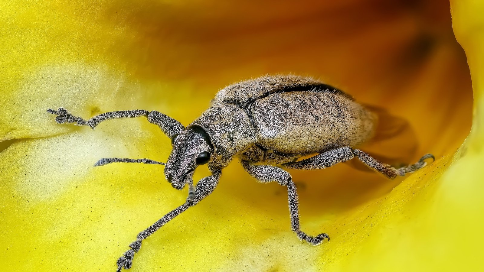 Обои жук, насекомое, крупным планом, долгоносик, beetle, insect, closeup, weevil разрешение 3974x2711 Загрузить