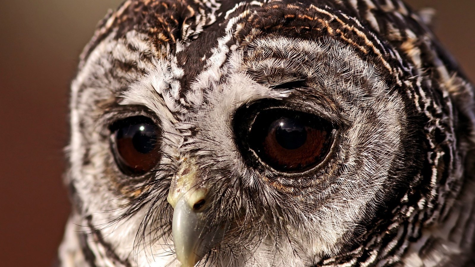 Обои глаза, сова, клюв, перья, крупным планом, неясыть, пестрая неясыть, eyes, owl, beak, feathers, closeup, a barred owl разрешение 1920x1200 Загрузить