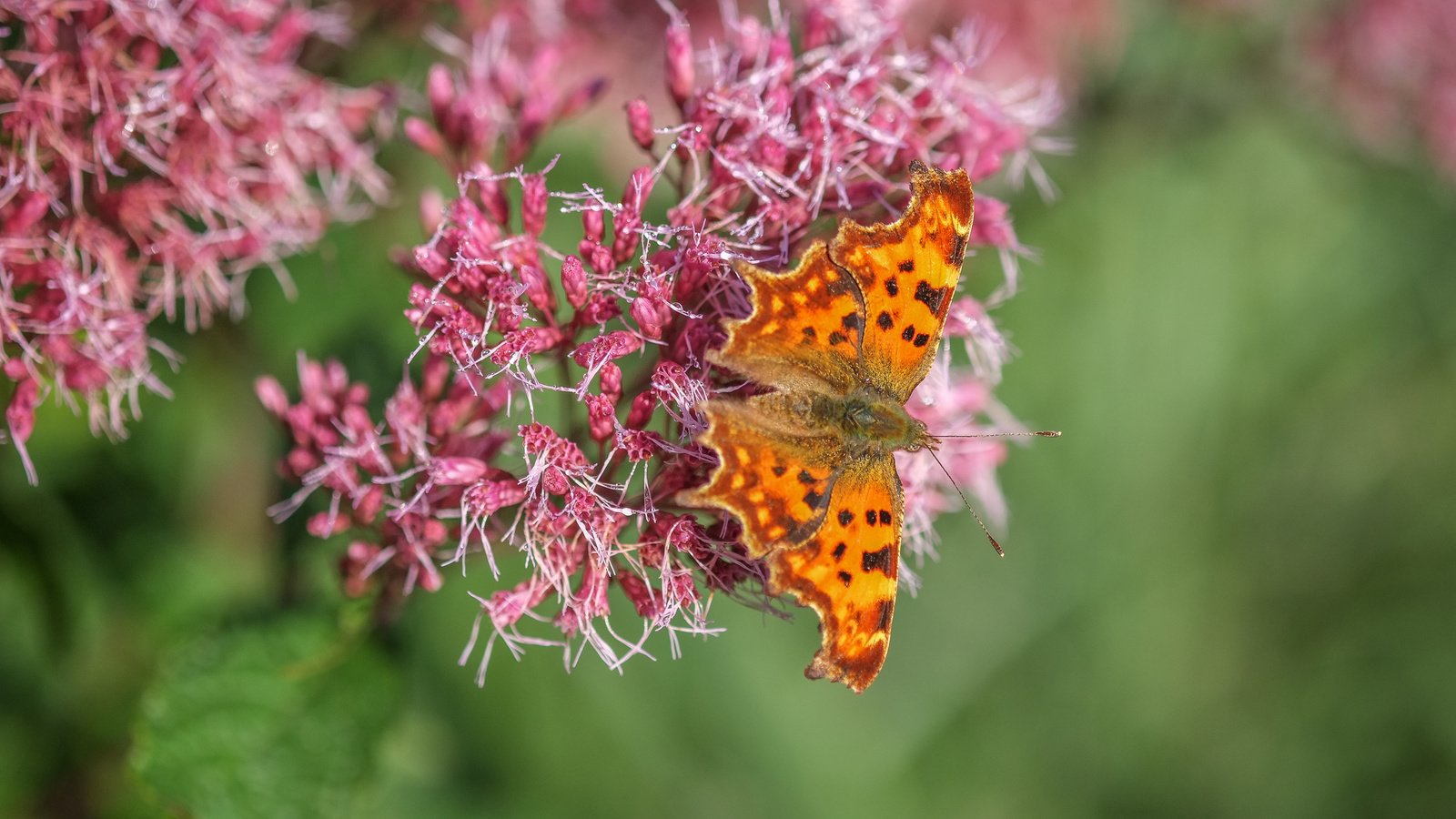 Обои цветы, насекомое, бабочка, крылья, flowers, insect, butterfly, wings разрешение 4896x2760 Загрузить