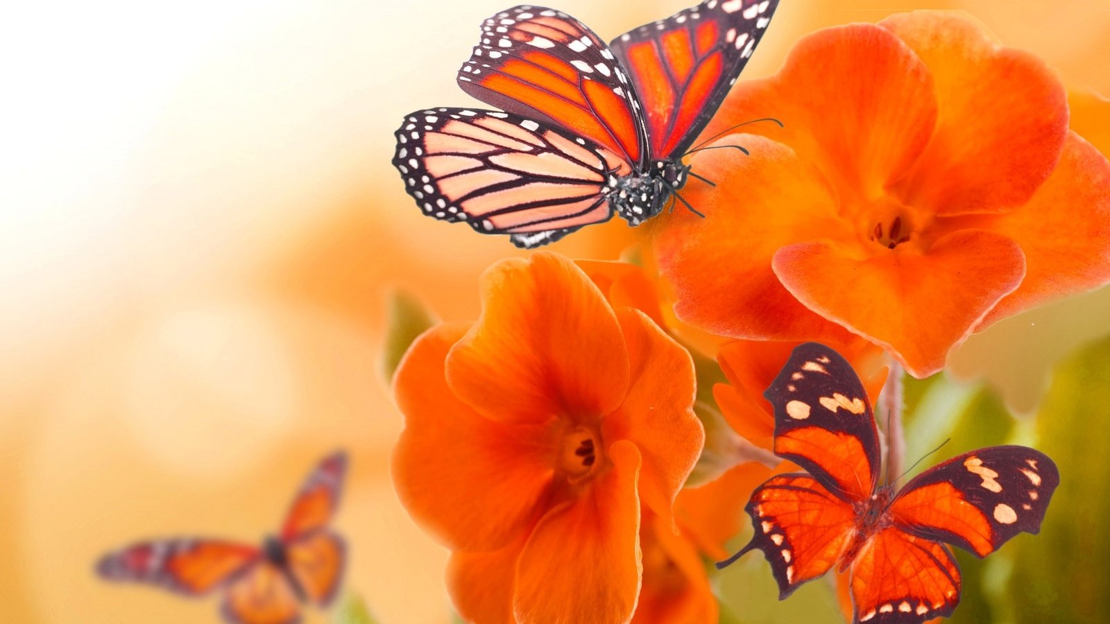 Обои цветы, лепестки, бабочка, крылья, насекомые, бабочки, оранжевые, flowers, petals, butterfly, wings, insects, orange разрешение 1920x1080 Загрузить