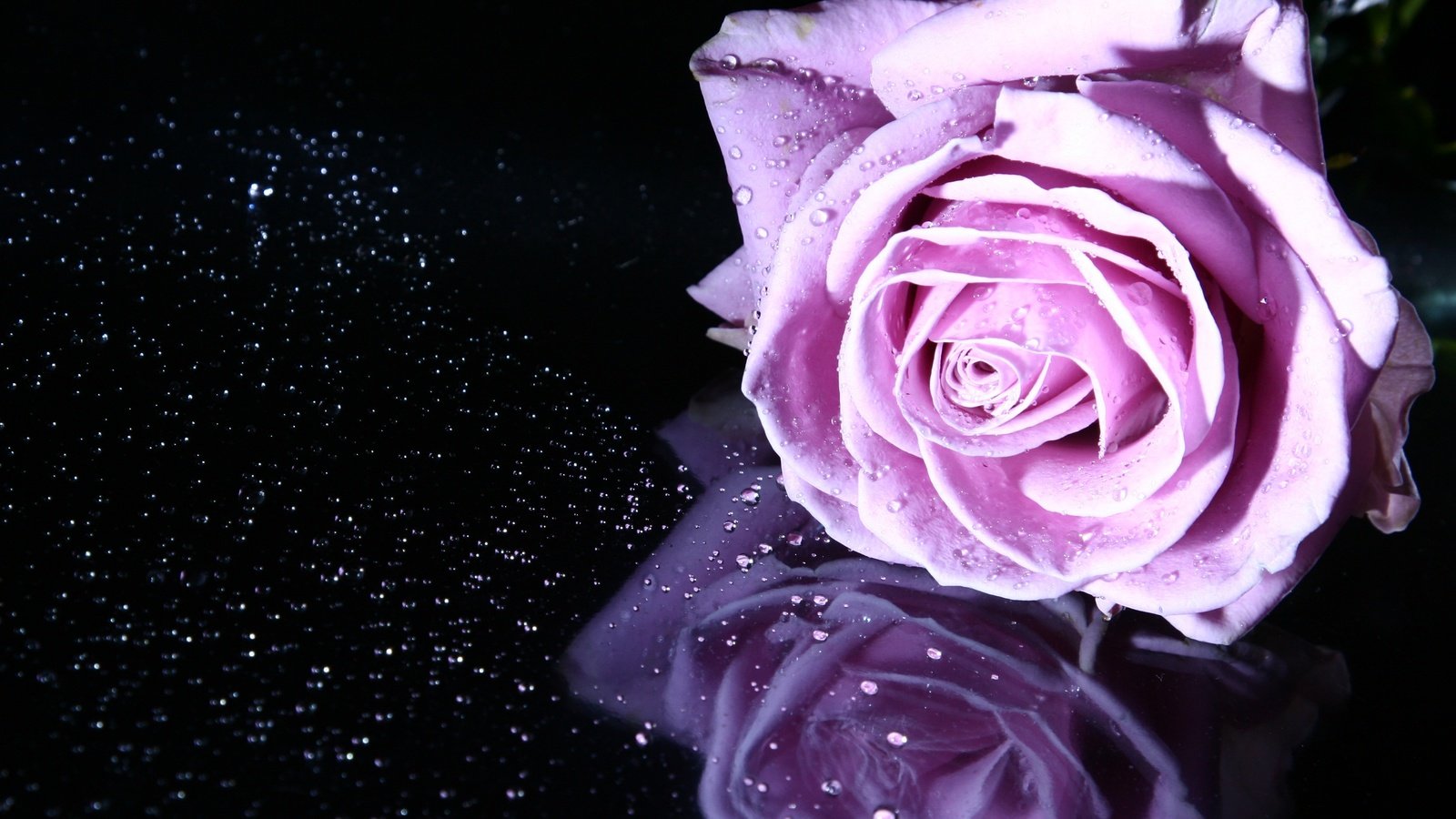 Обои отражение, цветок, роза, лепестки, бутон, reflection, flower, rose, petals, bud разрешение 3456x2304 Загрузить