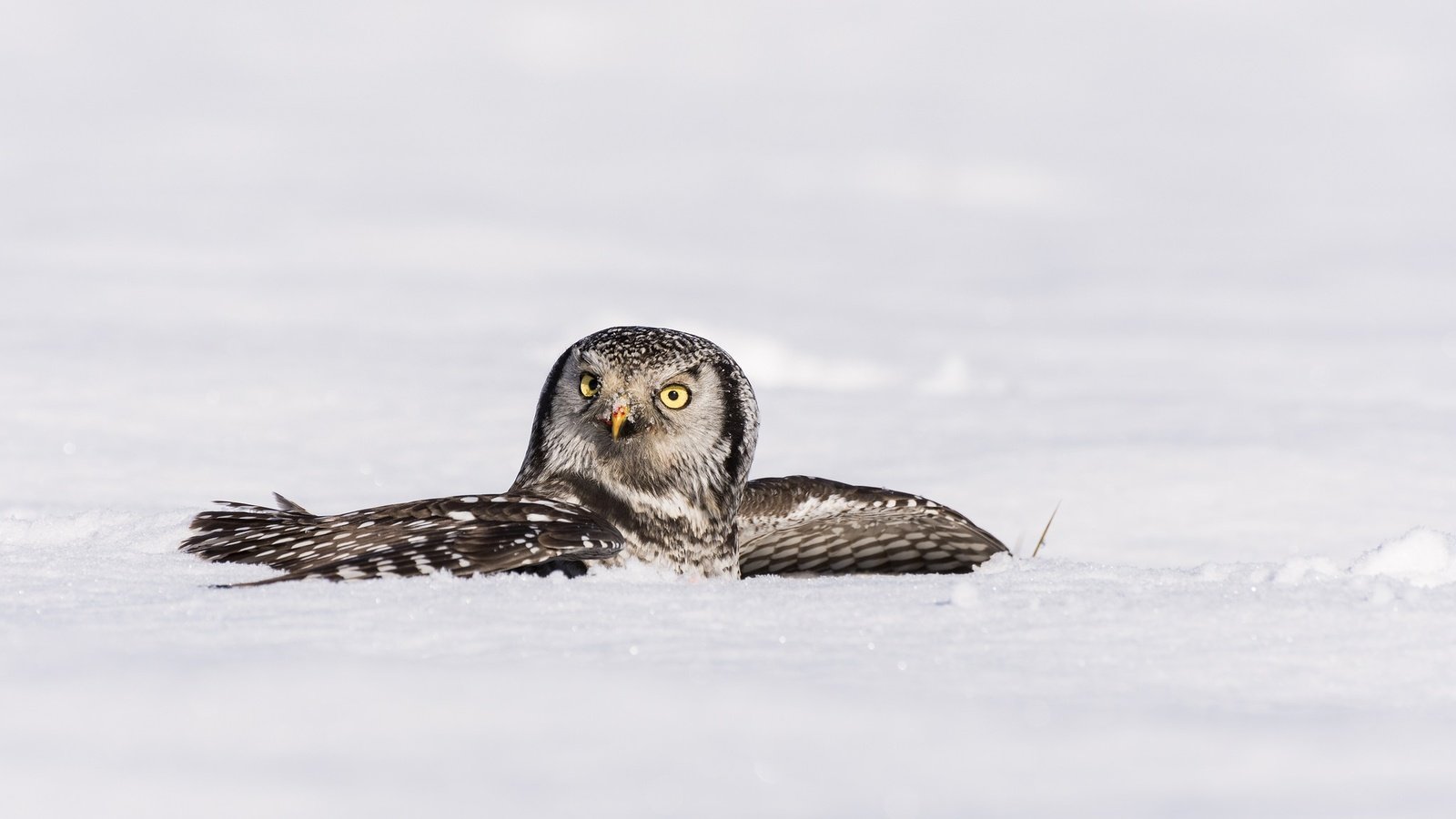 Обои сова, снег, зима, крылья, птица, ястребиная сова, owl, snow, winter, wings, bird, hawk owl разрешение 2048x1284 Загрузить