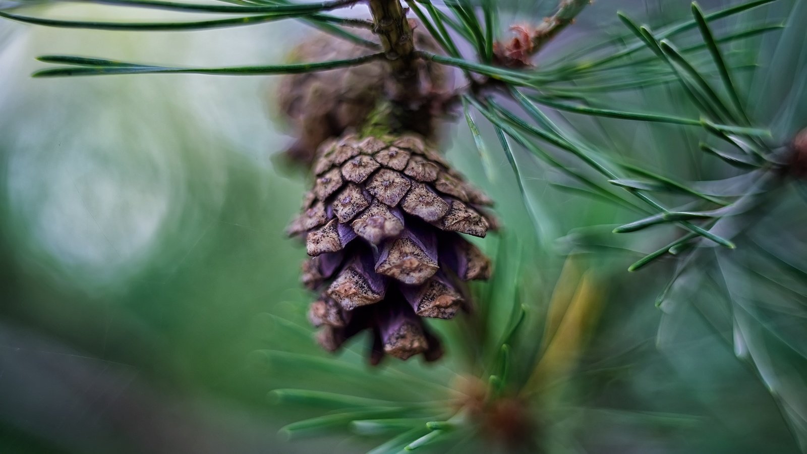 Обои природа, хвоя, размытость, шишка, сосна, боке, сосновая шишка, nature, needles, blur, bump, pine, bokeh разрешение 2048x1367 Загрузить