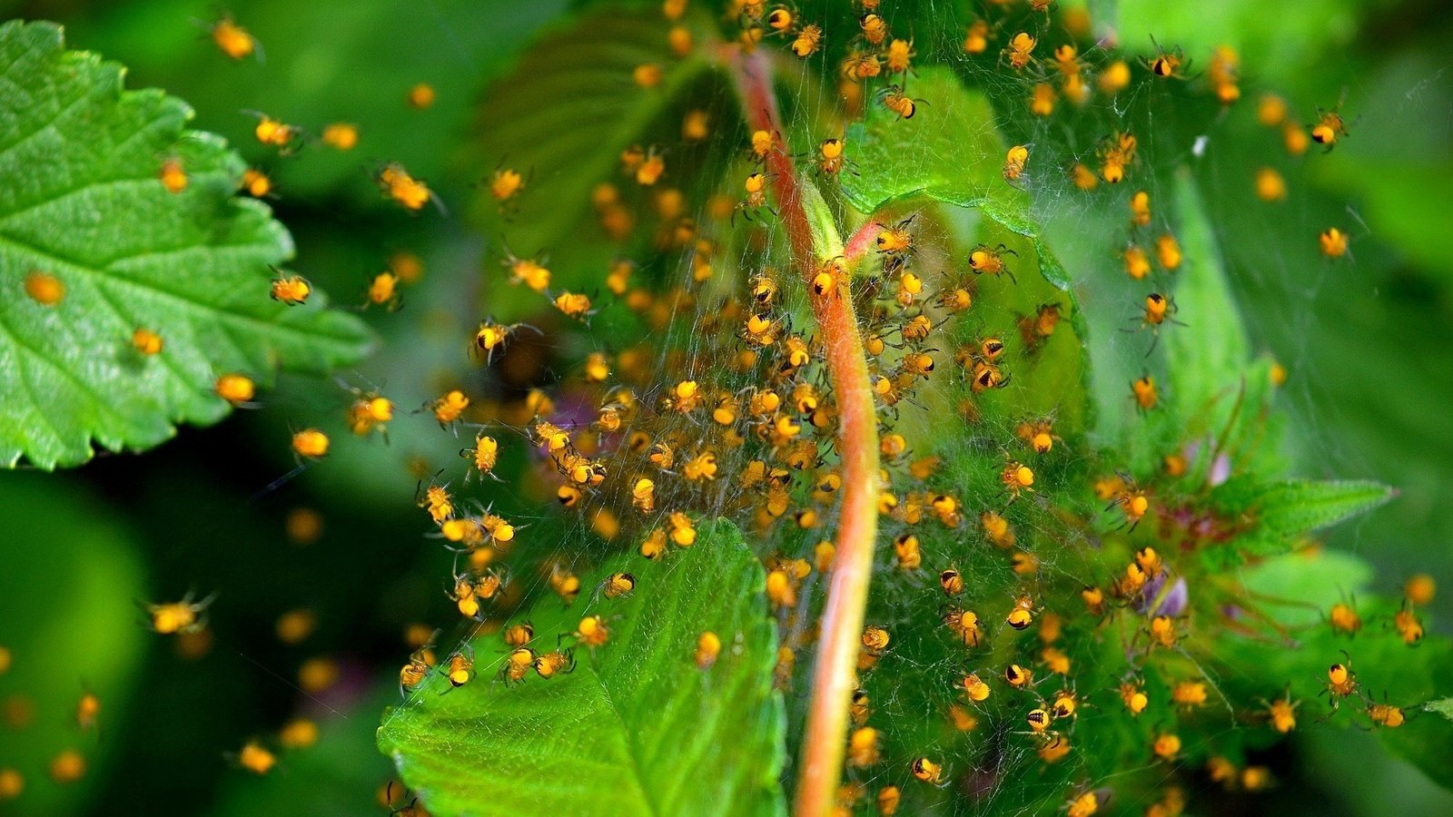 Обои макро, насекомые, растение, паутина, зеленые листья, жуки, macro, insects, plant, web, green leaves, bugs разрешение 2000x1252 Загрузить