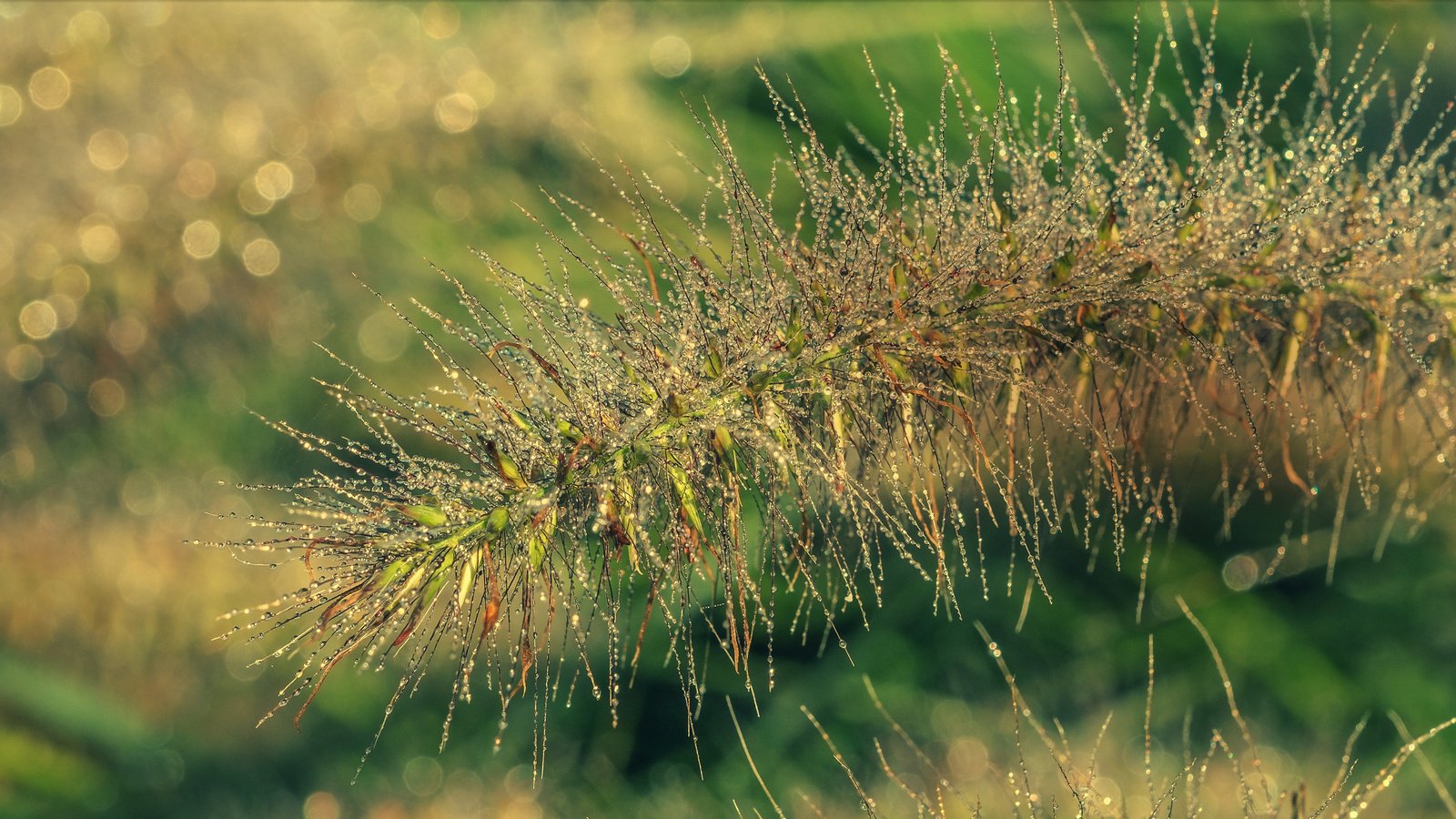 Обои трава, природа, фон, растение, колосок, grass, nature, background, plant, spike разрешение 2880x1513 Загрузить