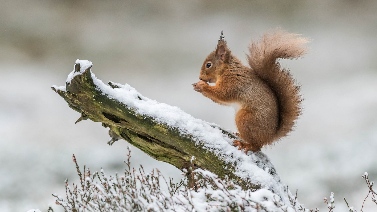 Обои белка, белочка, protein, squirrel разрешение 1920x1200 Загрузить