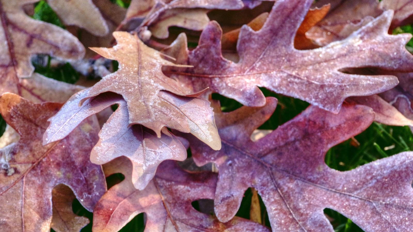 Обои природа, листья, иней, осень, дуб, осенние листья, дубовый лист, nature, leaves, frost, autumn, oak, autumn leaves разрешение 1920x1274 Загрузить