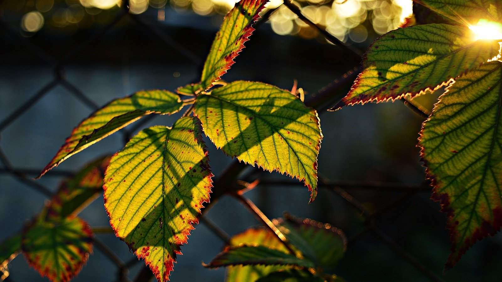 Обои листья, боке, солнечный свет, leaves, bokeh, sunlight разрешение 6016x4000 Загрузить