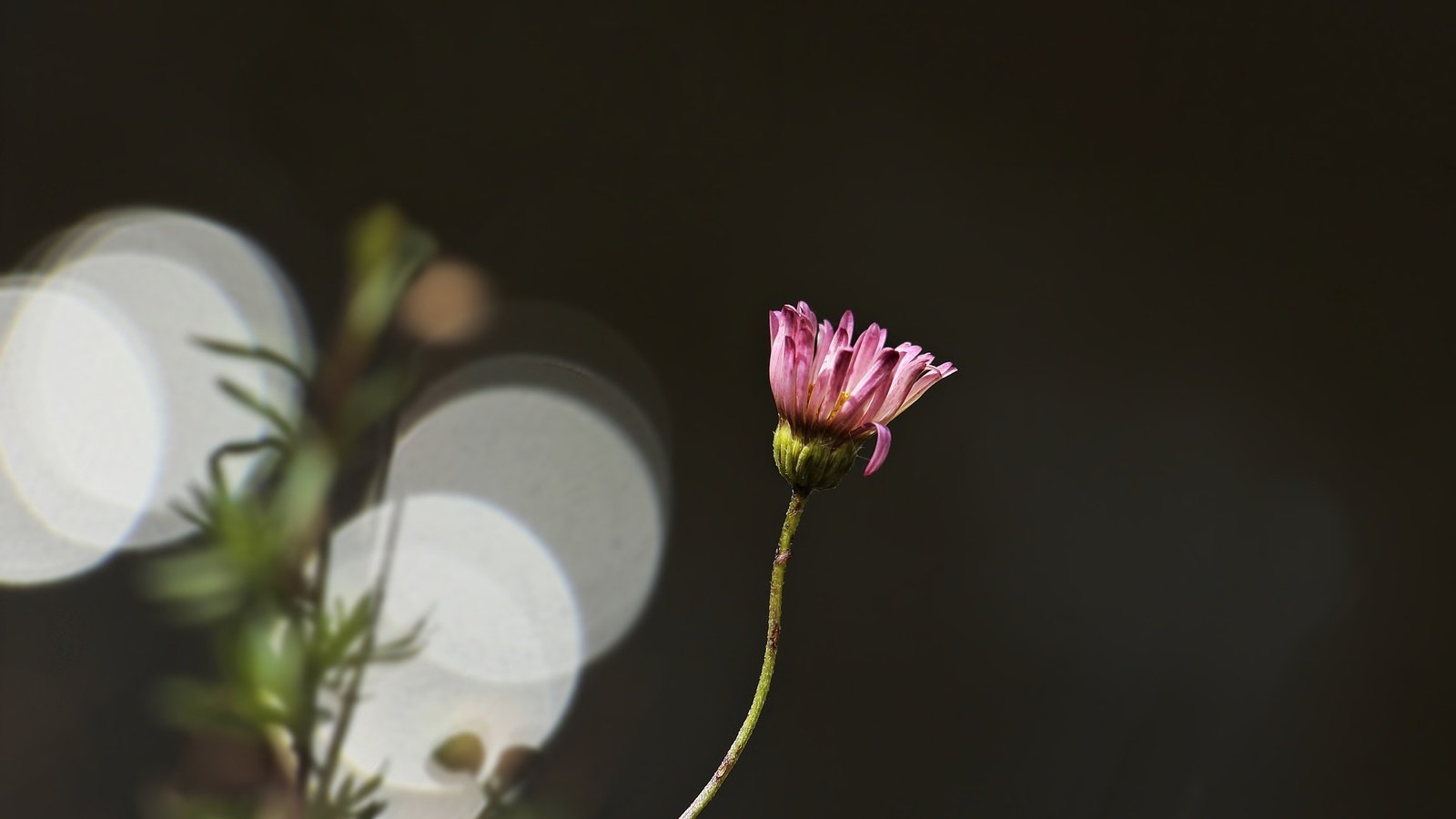 Обои цветок, лепестки, ромашка, стебель, боке, flower, petals, daisy, stem, bokeh разрешение 5184x3234 Загрузить