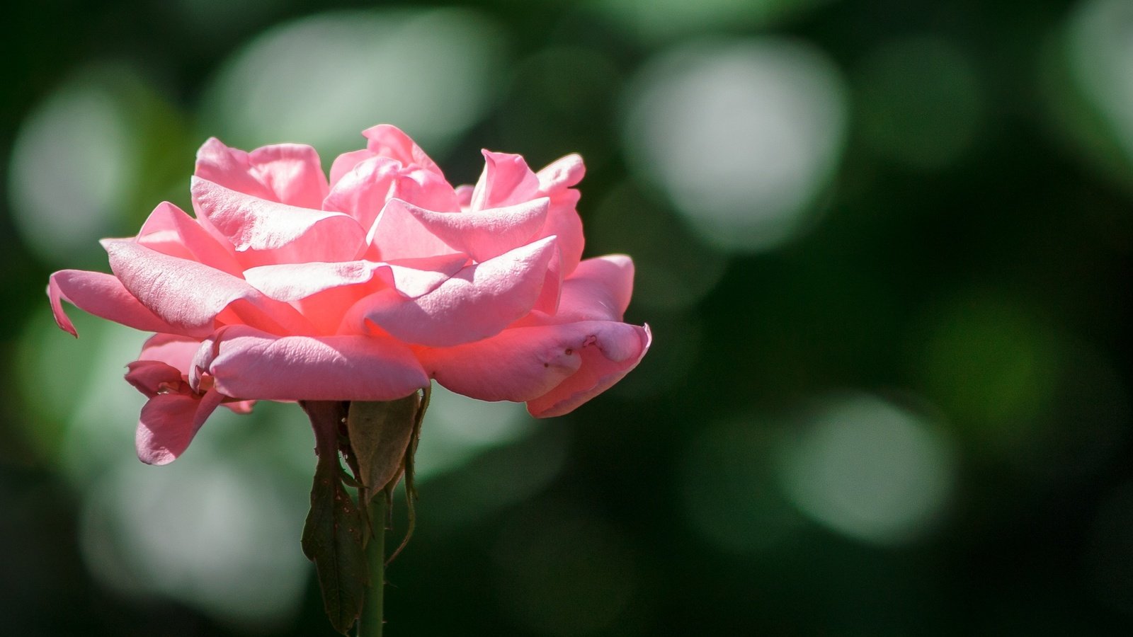 Обои цветок, роза, лепестки, боке, розовая роза, крупным планом, flower, rose, petals, bokeh, pink rose, closeup разрешение 2140x1427 Загрузить