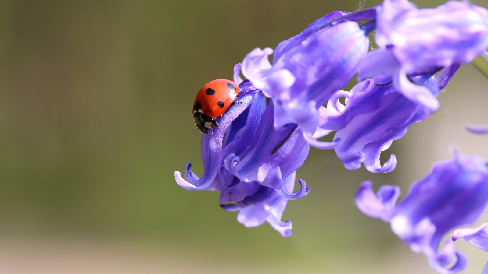 Обои цветы, жук, макро, фон, божья коровка, колокольчики, flowers, beetle, macro, background, ladybug, bells разрешение 1920x1080 Загрузить