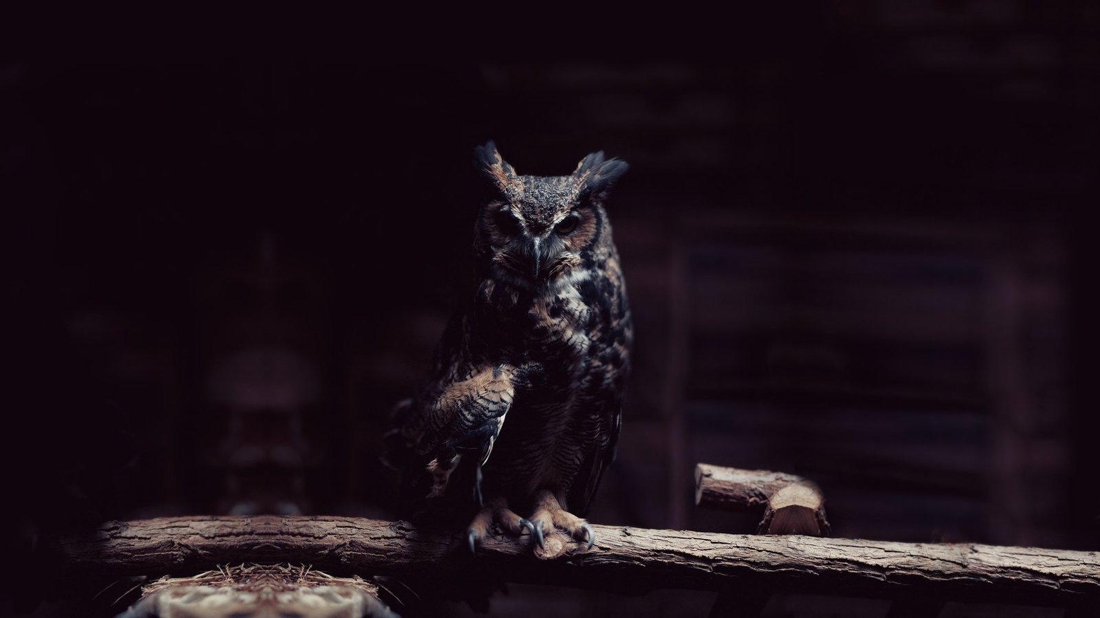 Обои сова, лес, птицы, большая, виргинский филин, рогатая, виргинский, owl, forest, birds, large, virgin filin, horny, virgin разрешение 1920x1080 Загрузить