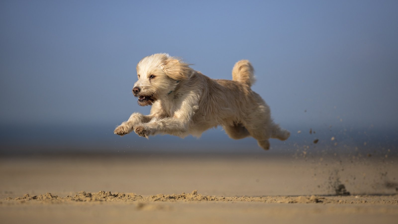 Обои небо, песок, мордочка, взгляд, собака, бег, лапки, the sky, sand, muzzle, look, dog, running, legs разрешение 2701x1707 Загрузить