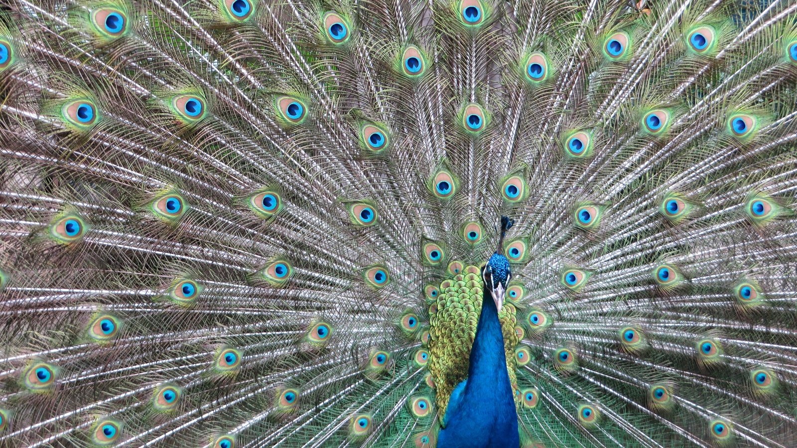 Обои павлин, peacock разрешение 4000x3000 Загрузить