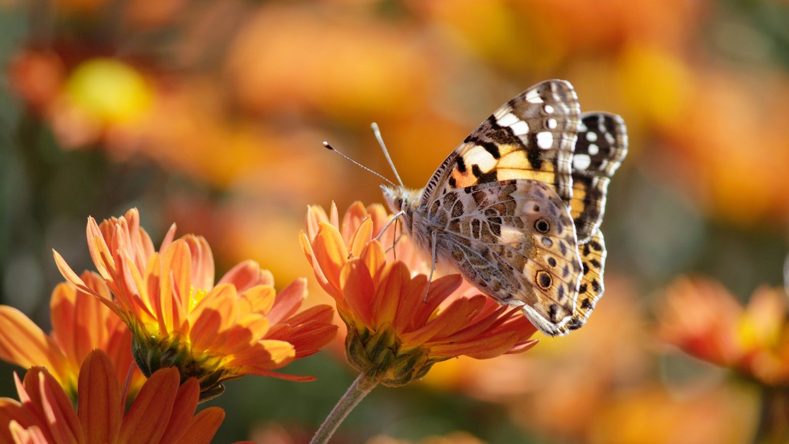 Обои цветы, макро, насекомое, лето, бабочка, боке, календула, flowers, macro, insect, summer, butterfly, bokeh, calendula разрешение 3840x2560 Загрузить